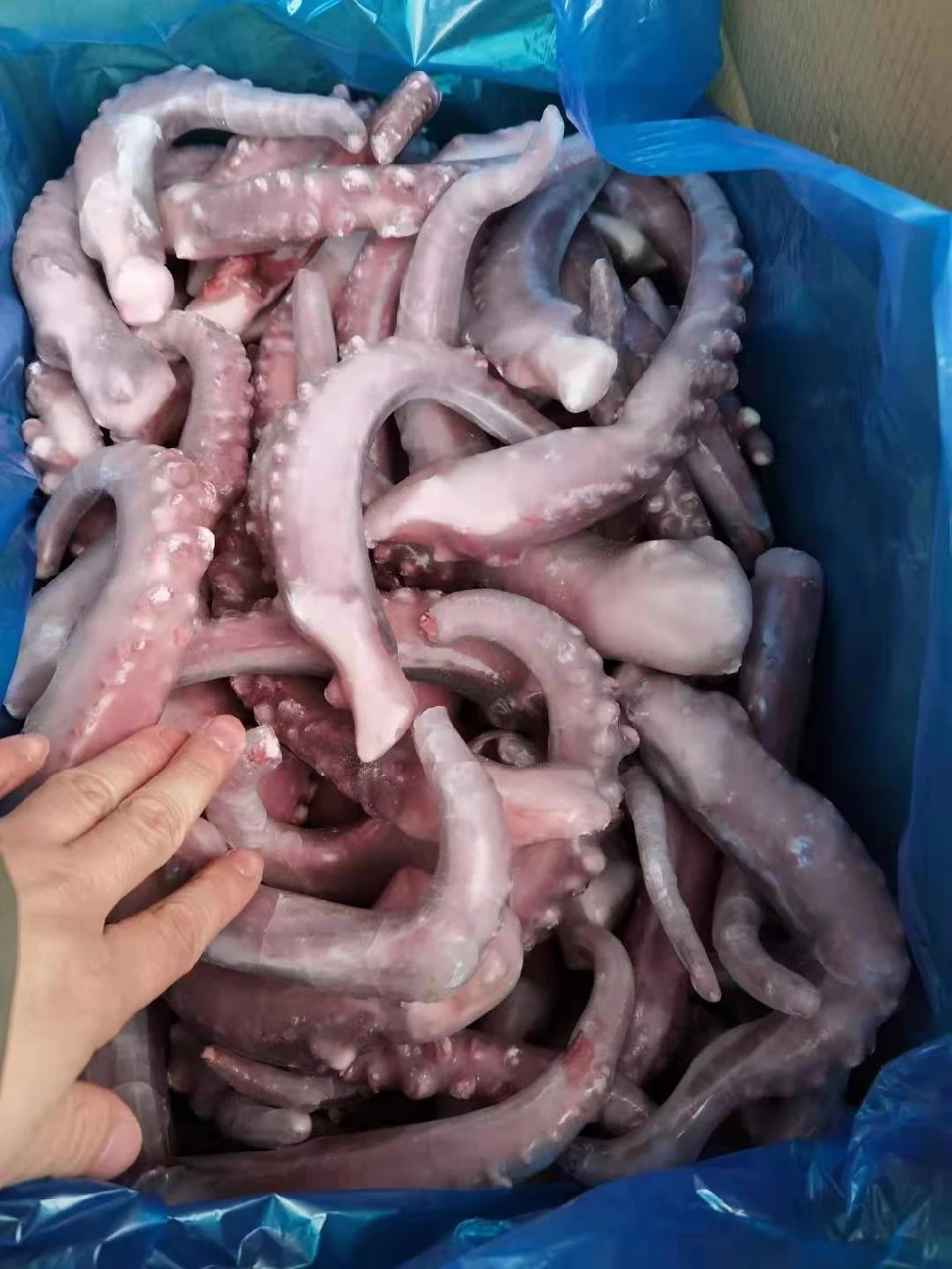 Frozen Seafood Giant Squid Tentacles