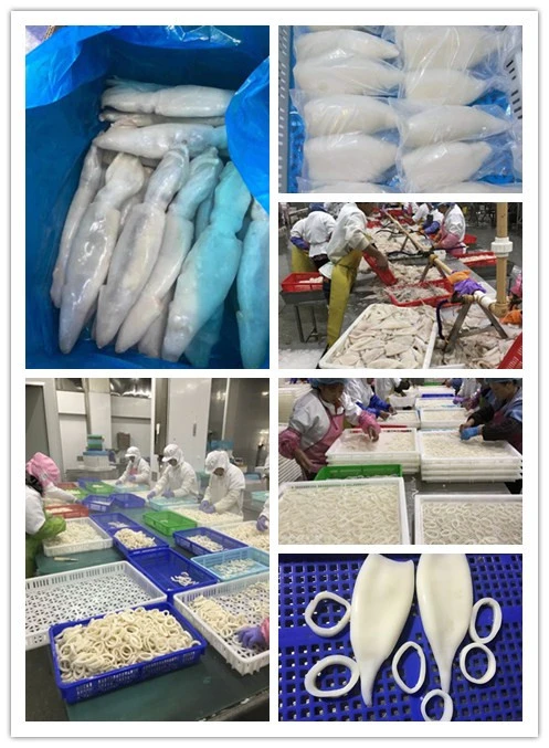 Squid Illex Squid Illex Squid EU Standard Treated Frozen Squid Tube Illex Squid