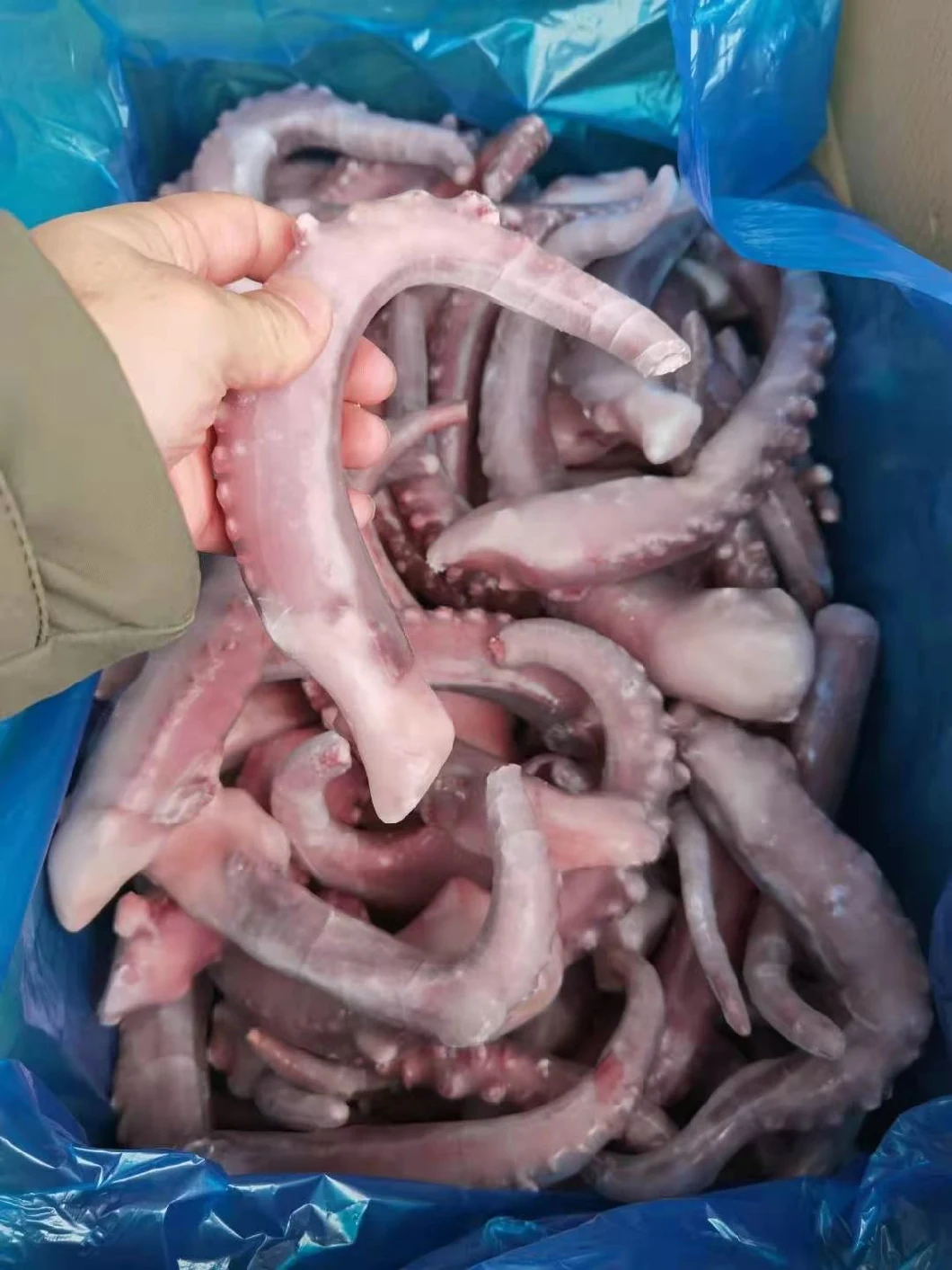 Frozen Seafood Giant Squid Tentacles