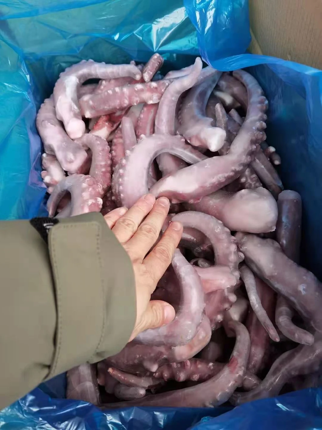 Frozen Seafood Giant Squid Tentacles