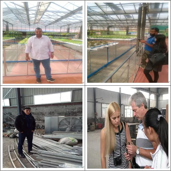 Agriculture Steel Frame/ Aluminum Profile Glass Greenhouse for Vegetable
