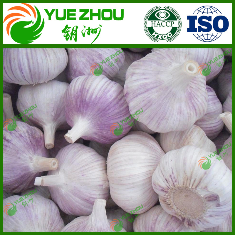 Wholesale Organic Fresh Normal White Garlic with Mesh Bag