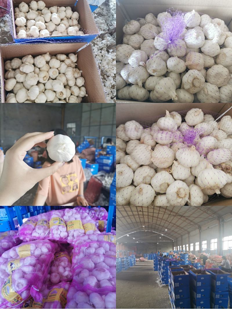 Wholesale China Fresh Normal White Garlic with High Quality