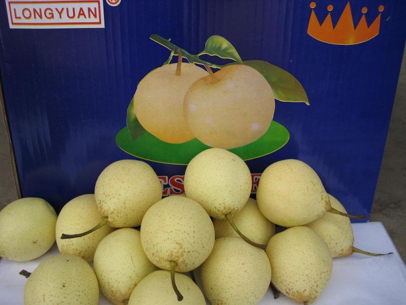 Selecting Export Quality Fresh Ya Pear