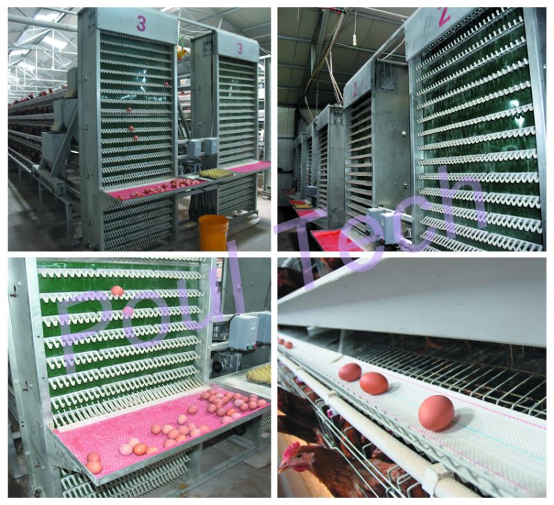 Poultry Farm Equipemnt Chicken Layer Cage with 3 Tiers 4 Tiers