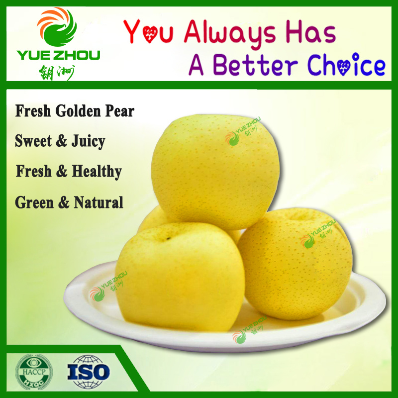 Fresh Golden Pear Class 1 Sweet Golden Pear Organic Pear with Price