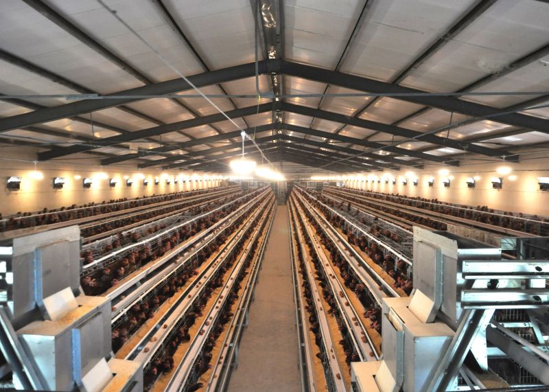 Poultry Farm Equipemnt Chicken Layer Cage with 3 Tiers 4 Tiers