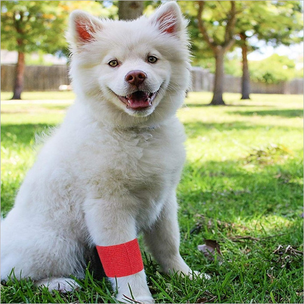Delicate Colors Non Woven Printing Cohesive Veterinary Bandages
