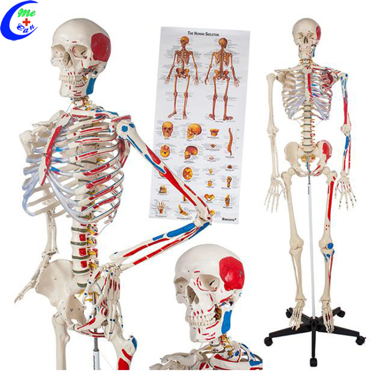 Medical Anatomical Skeleton Model Medical Model Anatomy Model Medical Education
