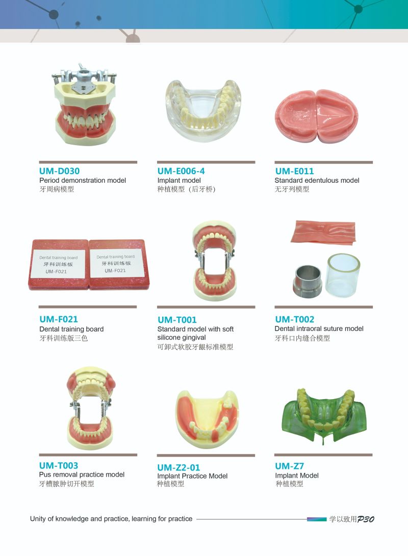 Dental Dental Marketing Study Model Implant Dental Model