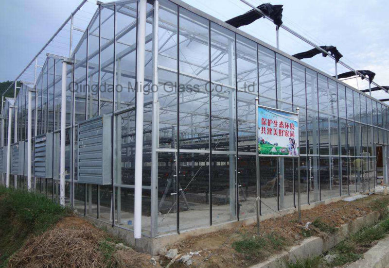 4mm Clear/ Diffuse Horticulture Glass for Commercial Greenhouse