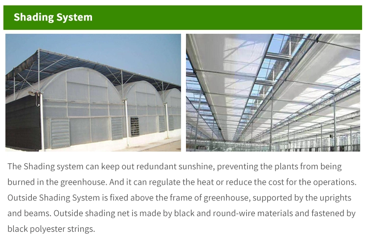 Low Cost Agricultural Multi Span Agricultural Film Hydroponics Irrigation System Plastic Film Greenhouse Price