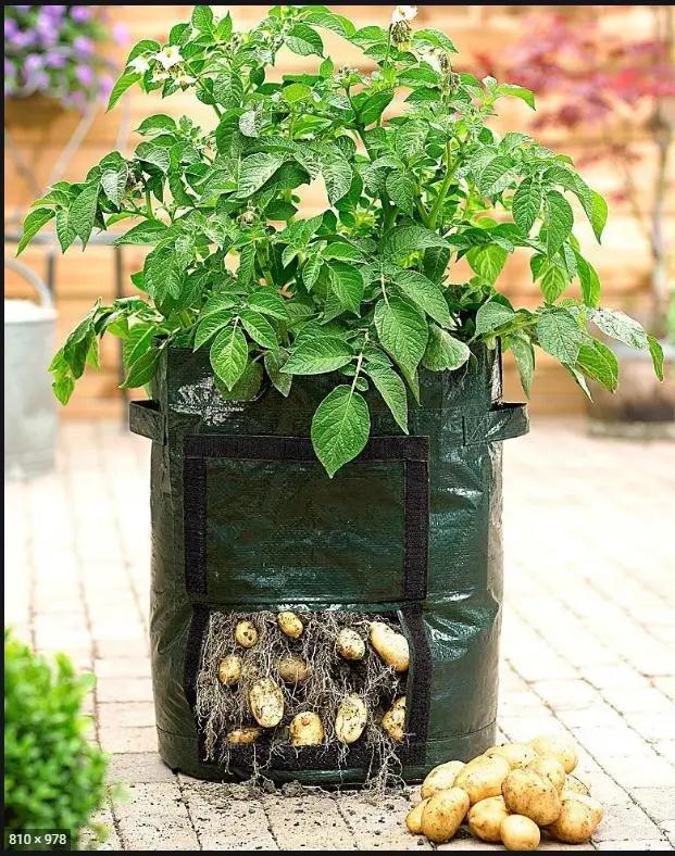 10 Gallon Potato Grow Bags Two Sidesvelcro Window Vegetable Grow Bags, Double Layer Premium Breathable Nonwoven Cloth for Potato/Plant Container/Aeration Fabric