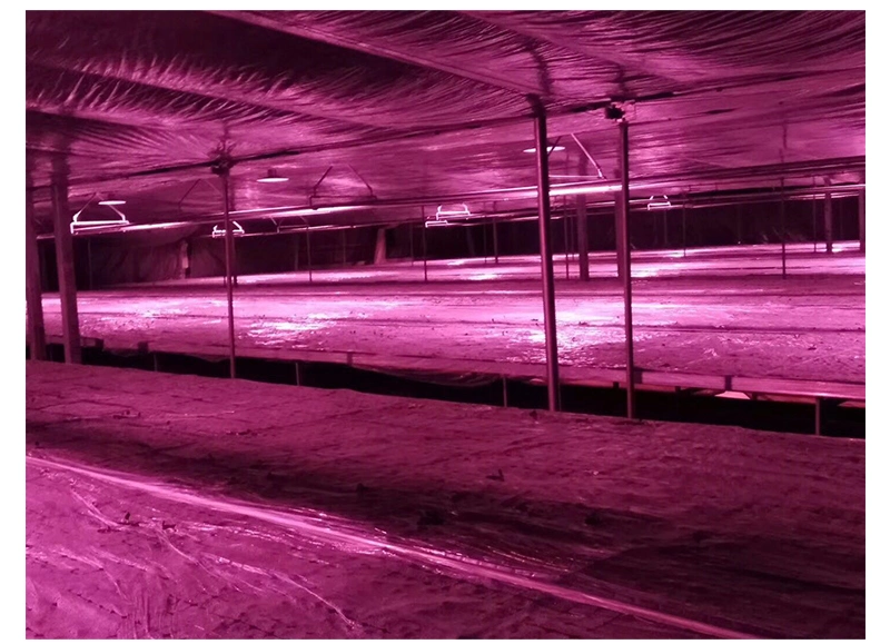600W 660W 720W LED Grow Light Bar Plant Lighting for Medical Farm/Greenhouse
