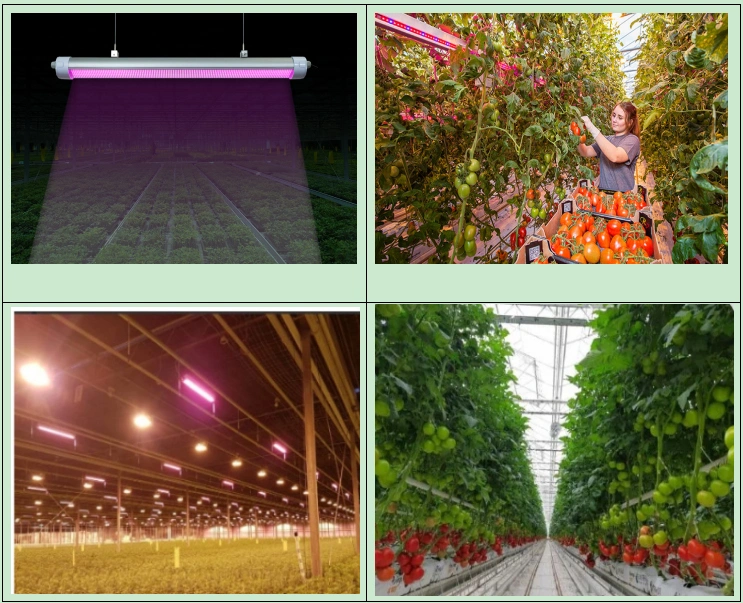 LED Grow Light Pink Spectrum / Full Spectrum Waterproof 50W with Flowering Seedling/Tomato Plant Growing
