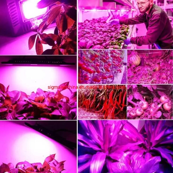 Sigma Economic 8W 10W 15W 20W 30W 50W IP65 IP66 Greenhouse Using Full Spectrum Plant Fruit Green Vegetables Grow Bulbs Lamps LED Growing Light