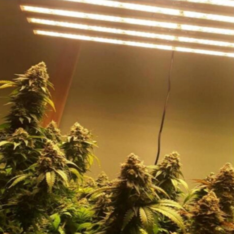 400W LED Grow Light Full Spectrum for Greenhouse Indoor Plants White LED Grow Light