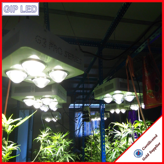 Shenzhen Gold Supplier High Quality Indoor LED COB Grow Light