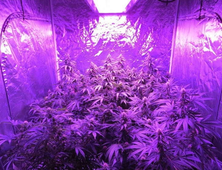 Absolute Full Spectrum 1000W LED Grow Lights for Indoor Growing