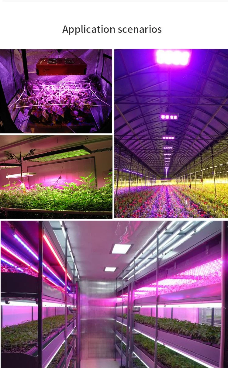Foxgolden Lighting Provides High-Yield 240W 480W 600W Full Spectrum Lm301h Chip Plant LED Grow Light