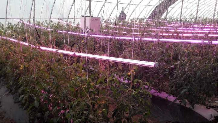 Plant LED Grow Light Tube LED 36W 600/1200mm Full Spectrum LED