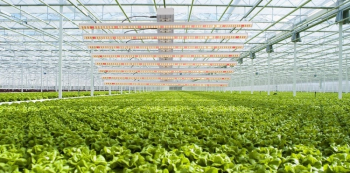 Horticulture Greenhouse Samsung Plant Light 600W Bar LED Grow Lighting
