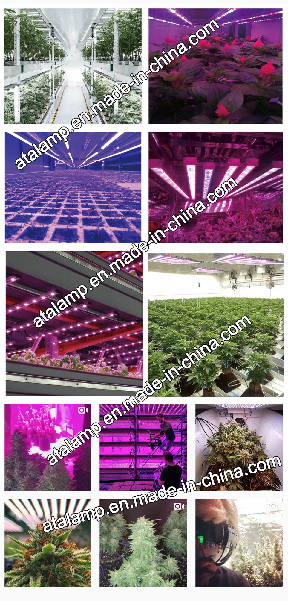 Agricultural Lighting Full Spectrum LED Grow Light Bar for Commercial Horticulture 50W/75W/80W/100W/150W/300W/400W/450W/500W/600W/650W/700W/800W/900W/1000W