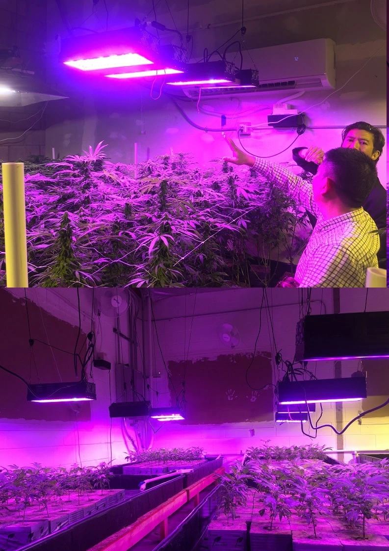 LED Hydroponic Plant Grow Light Greenhouse Lighting