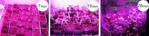 Greenhous Hydroponics Used 1200W Panel LED Grow Lamp with Increasing Yield of Plant