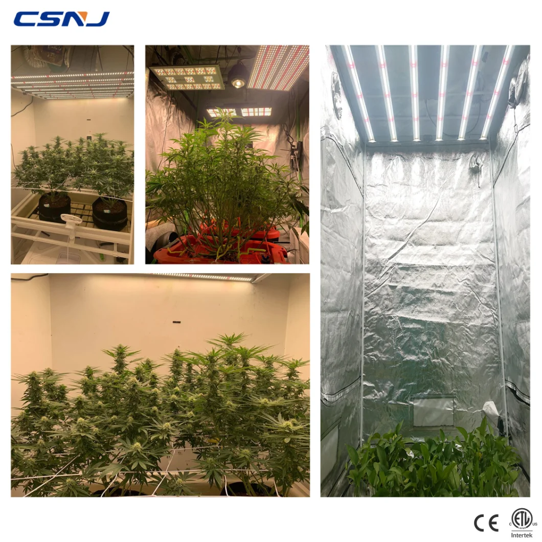 2020 600W Best LED Plant Light Indoor Plant Growing