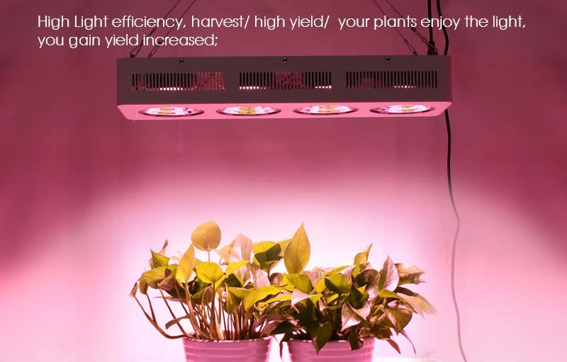 800W COB Full Spectrum LED Grow Light Reflector Cup Kits for Greenhouse