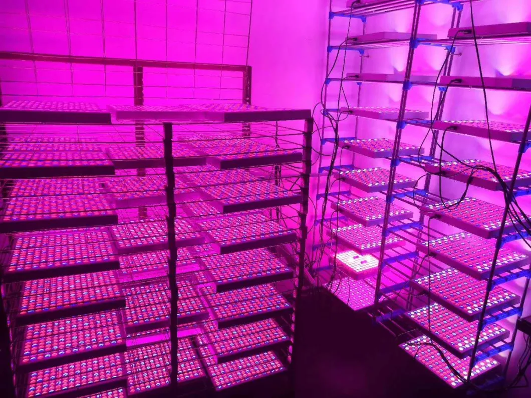 100 Watt Full Spectrum Best Lights Fixture for Indoor Growing LED Plant Grow Light