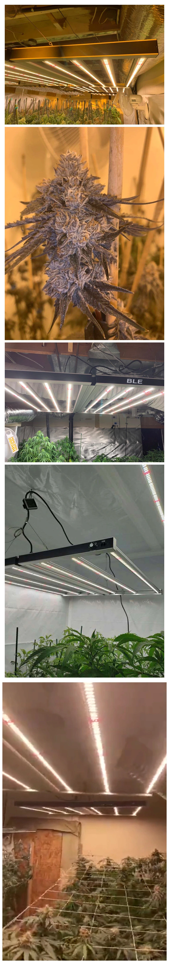 Good Performance Gavita PRO Fluence Full Spectrum LED Grow Lights with UV & IR for Indoor Plants