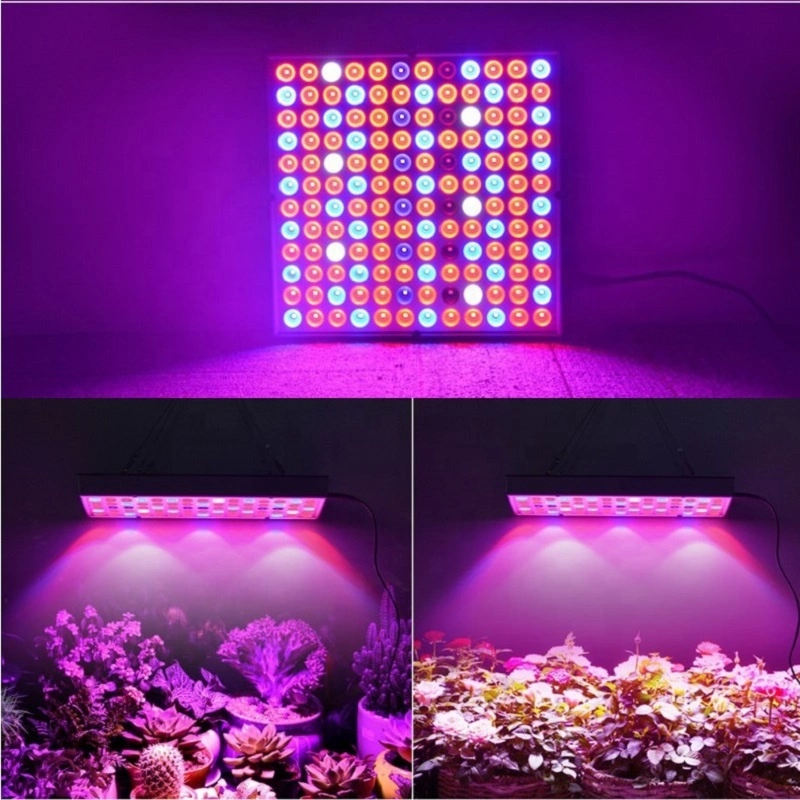 Indoor COB Greenhouse Plant Growth Full Spectrum LED Grow Light