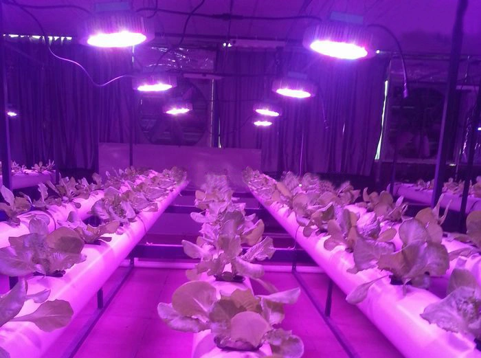 1200W Full Spectrum Plant Grow Lamp LED Grow Light