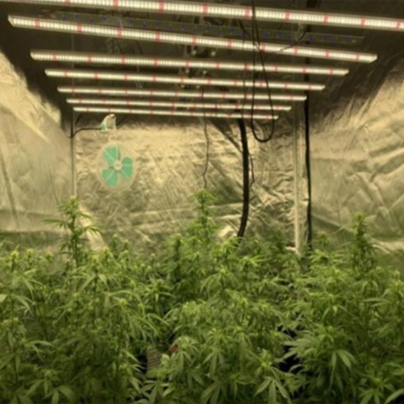 Fruit Flowers Planting 600W 800W LED Grow Light Indoor Plant