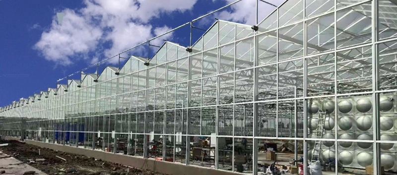 Glass Greenhouse Lights for Indoor Tomatoes Growth in Anti Season