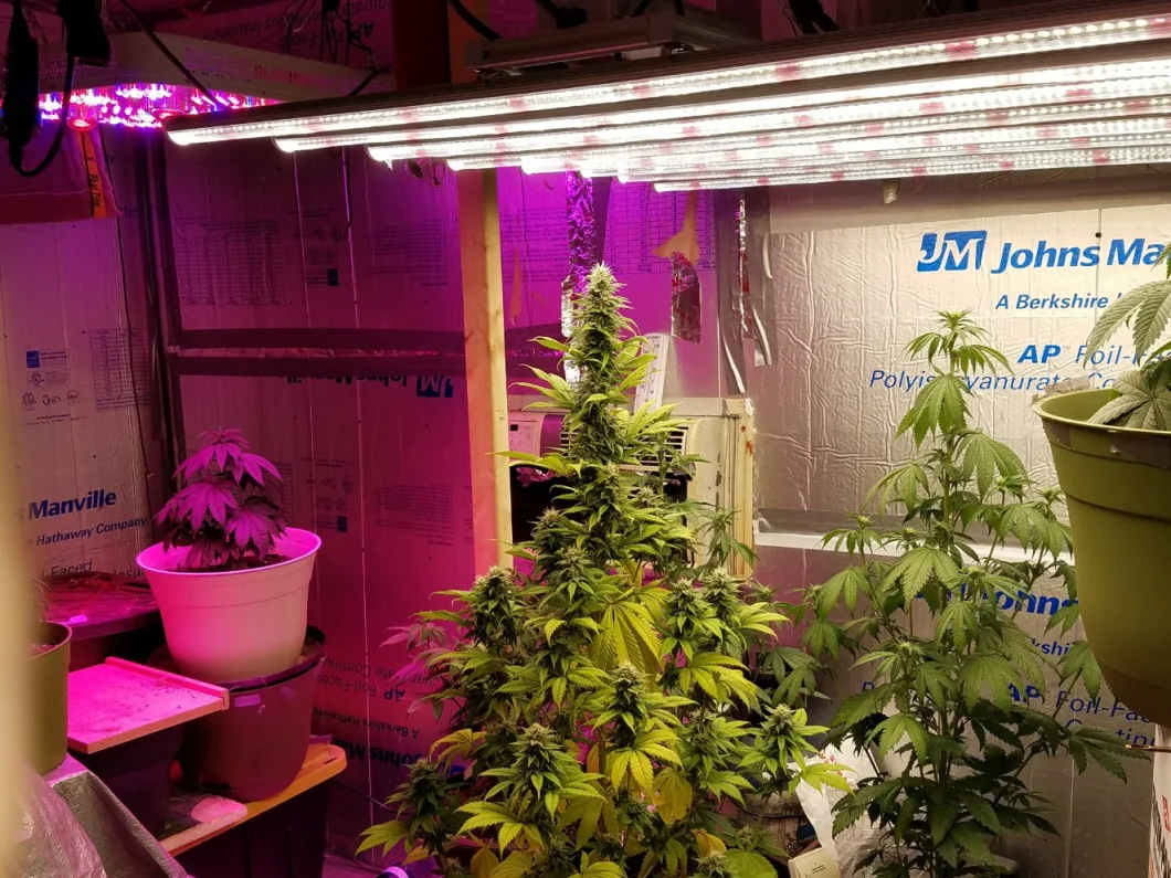 Top 10 Best 500W Full Spectrum LED Grow Bar with Samsung Lm561c for Grow Tent