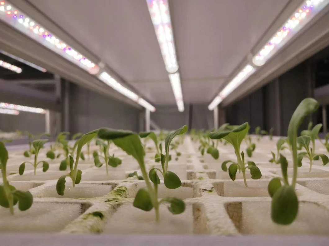 Agricultural Indoor Vegetables Grow Full Spectrum LED Lights