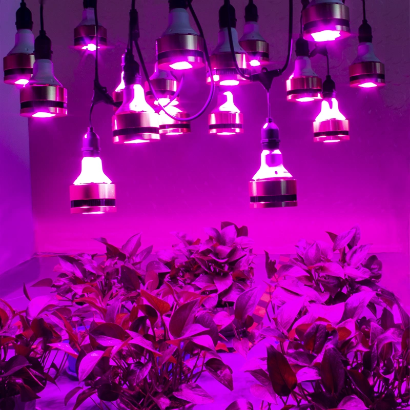 LED Grow Light Manufacture Supply Full Spectrum COB Grow Lights