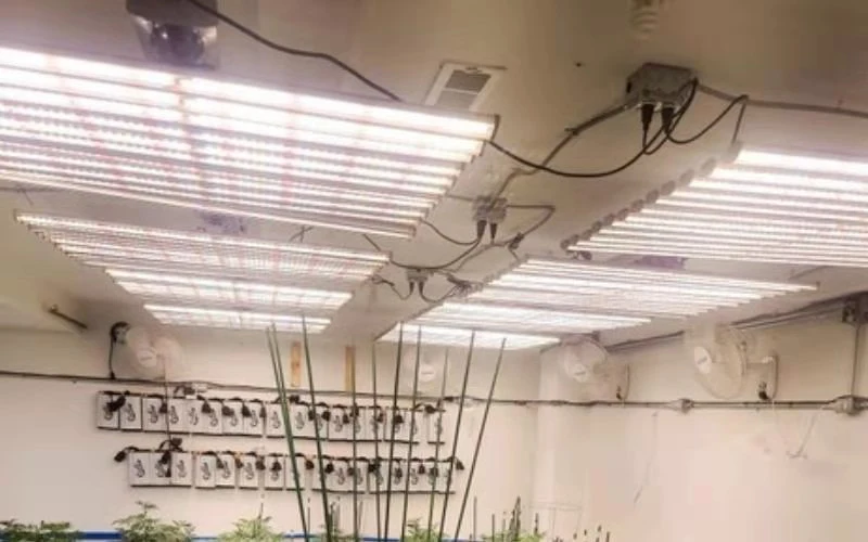 Full Spectrum Horticulture Plant Lights for Indoor Plants, 720W Medical Plant Commercial LED Grow Light Bar