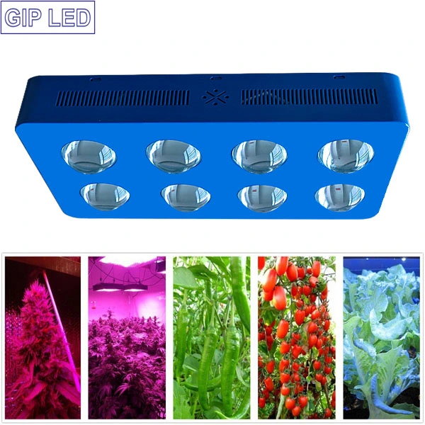COB Full Spectrum 1000W LED Grow Light with Innovated Chips Indoor Greenhouse Light for Flowering and Growing