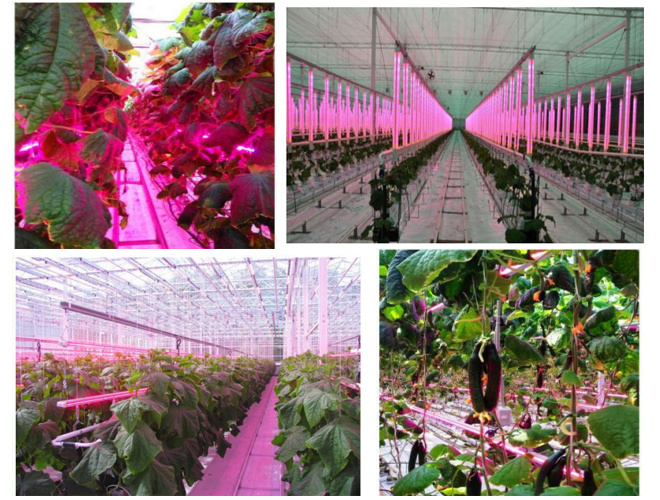 600W High PAR Full Spectrum LED Grow Light LED Grow Panel for Greenhouse Planting