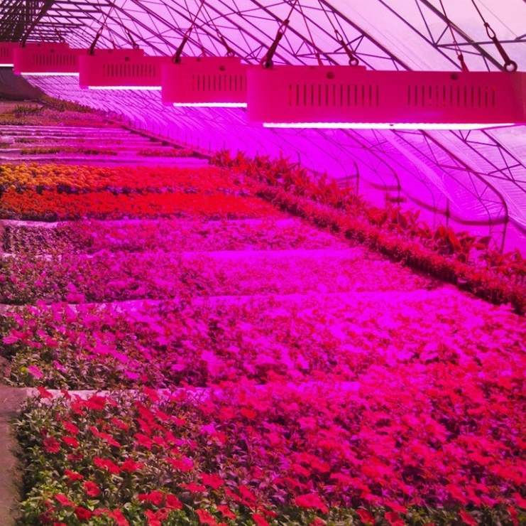 Indoor Hydroponics Used Medical Plants Vegetative 900W LED Grow Lighting