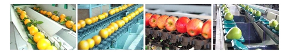 Vegetable Sorting Grading Process Conveyor Belt Weight Sorting Machine