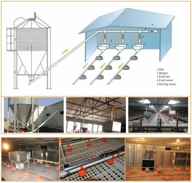 Automatic Poultry Farm Equipment for Broiler House