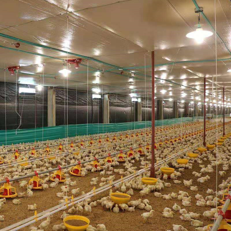 Different Poultry Farming Equipment and Facilities for Poultry Production