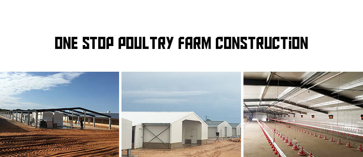 Automatic Poultry Farm Equipment for Broiler House