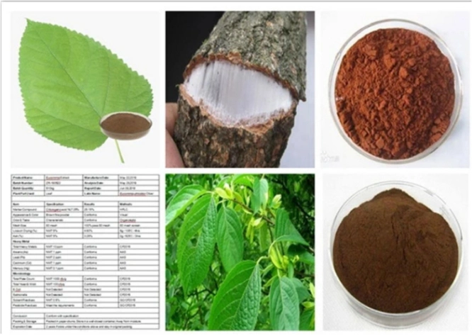 Duzhong Bark Leaf Extract / Eucommia Leaves Extract Powder Chlorogenic Acid