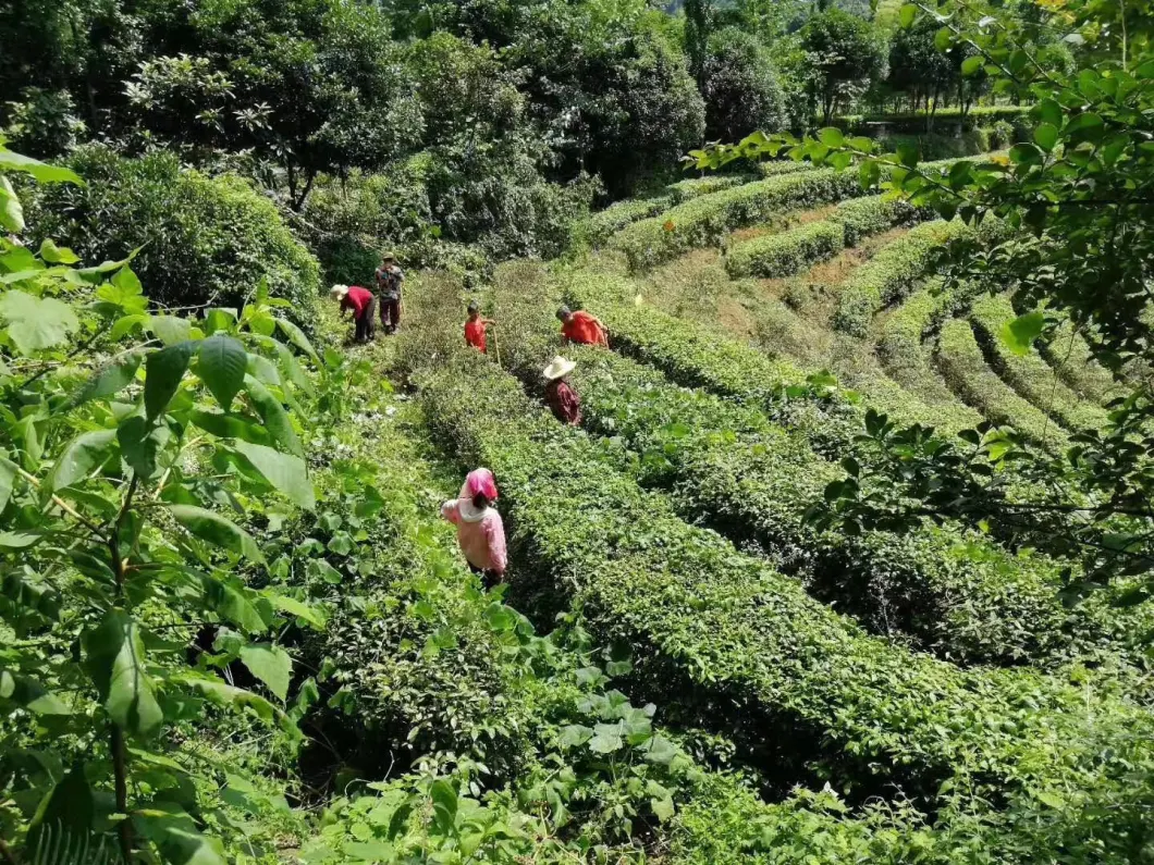 Hunan Province High Premium Chinese Green Tea Guzhang Maojian Green Tea Brand